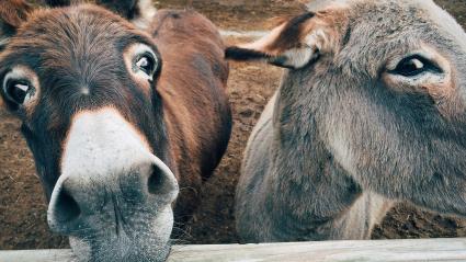 La piel de los burros contiene una sustancia llamada ejiao, la cual combatiría desde la tos hasta problemas de defunción eréctil