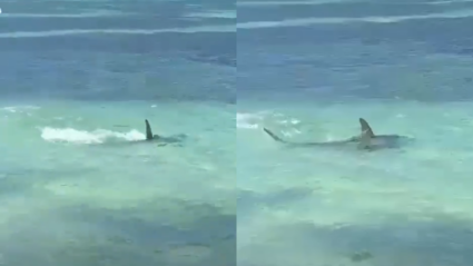 En las imágenes se observa con claridad cómo el tiburón persigue a la manta para atacarla bajo las aguas cristalinas